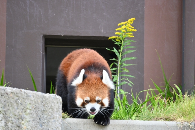 レッサーパンダ