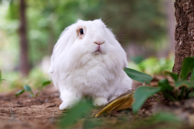 ウサギ