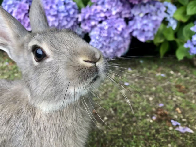 ウサギ